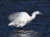 Aigrette Garzette